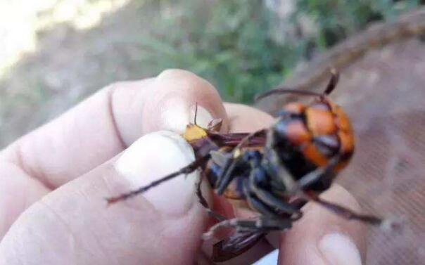 被馬蜂蟄瞭怎麼消腫