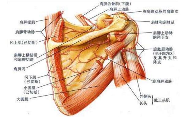 肩胛骨在哪