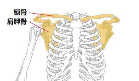 肩胛骨在哪