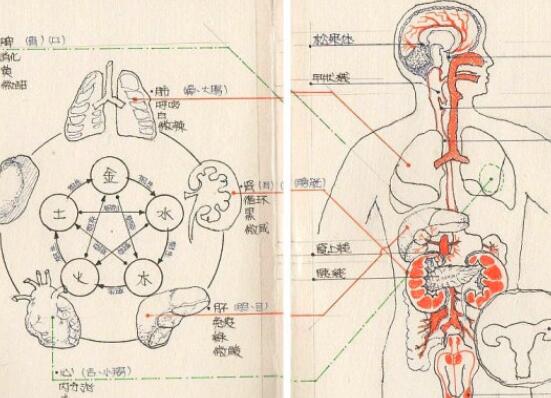 五臟六腑的位置