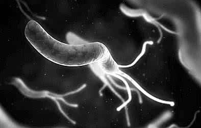 幽門螺旋桿菌是什麼 該如何預防