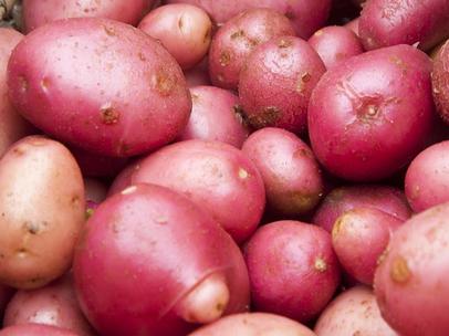 紅土豆是轉基因嗎 和正常土豆的區別是什麼