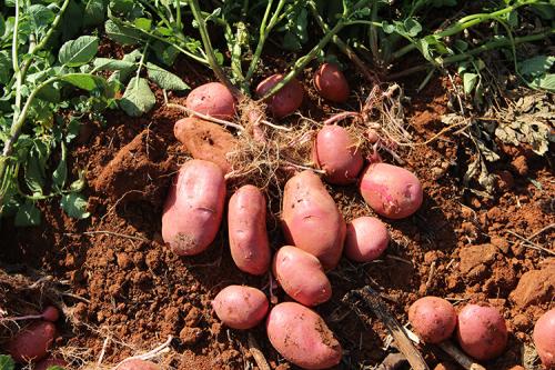紅土豆是轉基因嗎 和正常土豆的區別是什麼