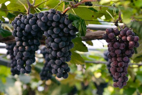 發燒瞭能吃葡萄嗎