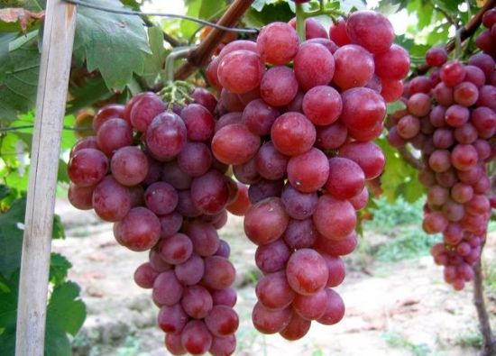 血糖高能吃葡萄嗎