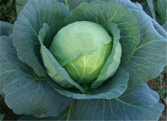 千古流傳下來的“長壽菜”你一定要吃