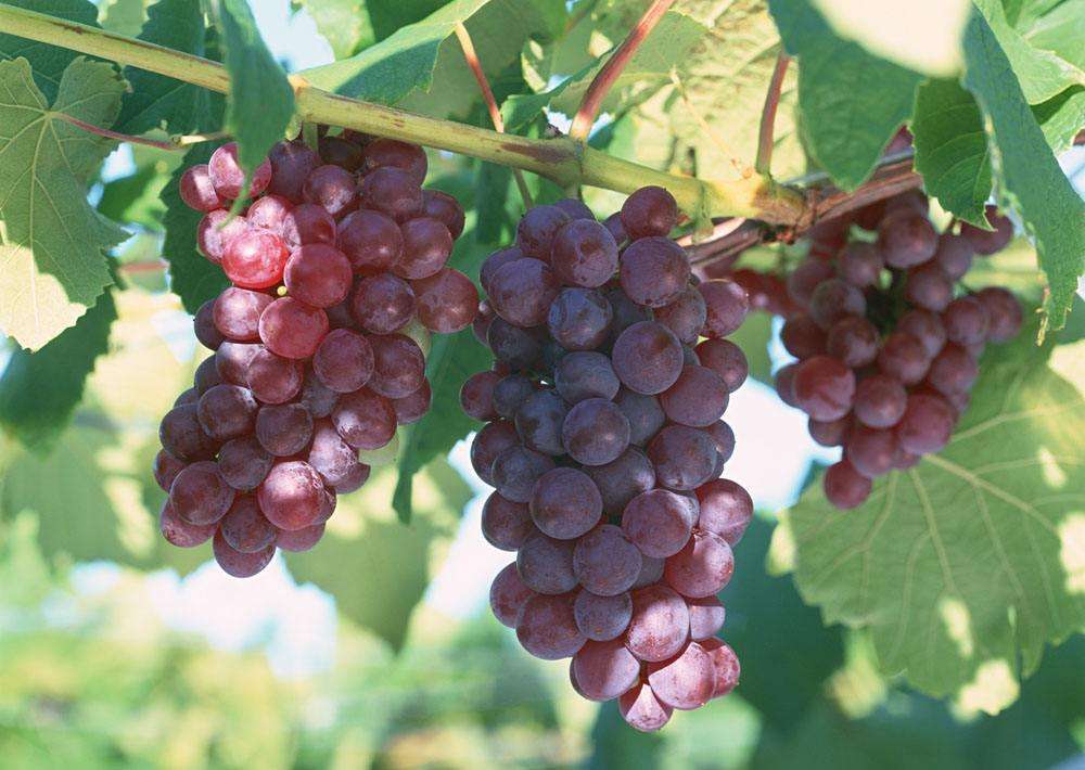 尿酸高能吃葡萄嗎