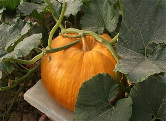 吃南瓜和玉米 緩解脾虛調理腸胃