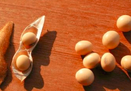 哺乳期能吃黃豆嗎