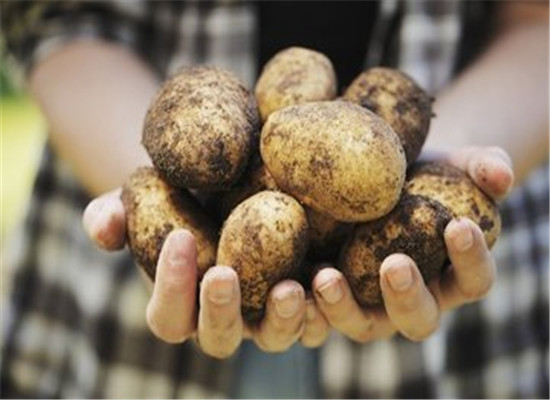 地瓜和馬鈴薯適合調理脾胃虛體質