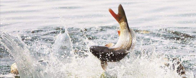 釣鯽魚怎樣打窩 打窩釣鯽魚的技巧有哪些