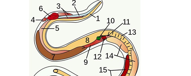 七寸是哪個部位 蛇的七寸位置