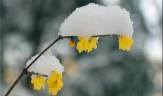 梅花香自苦寒來的意思 梅花香自苦寒來是什麼意思