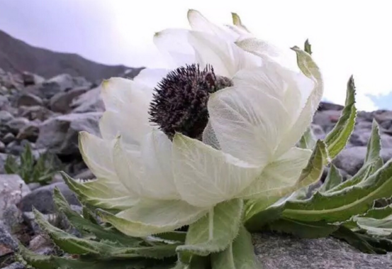 雪蓮花怎麼吃