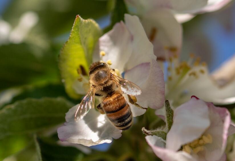 花粉怎麼吃