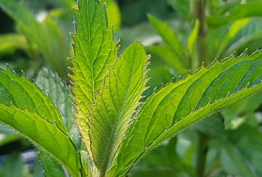 薄荷葉怎麼吃