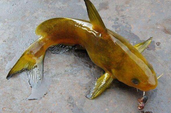 黃顙魚不能和什麼一起吃