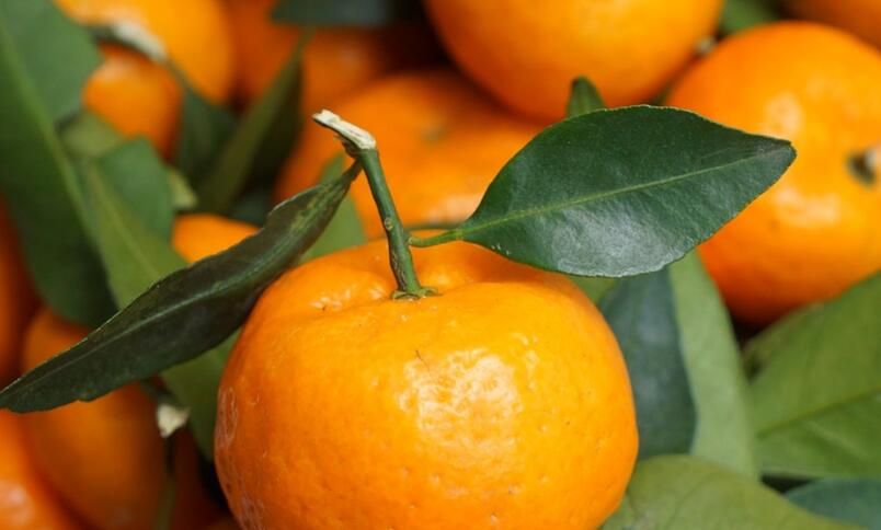 桂圓和橘子能一起吃嗎
