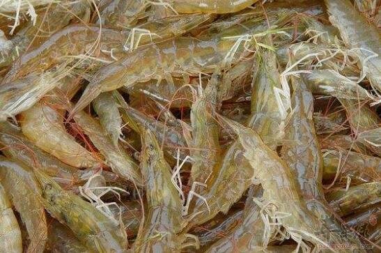 基圍蝦不能和什麼一起吃