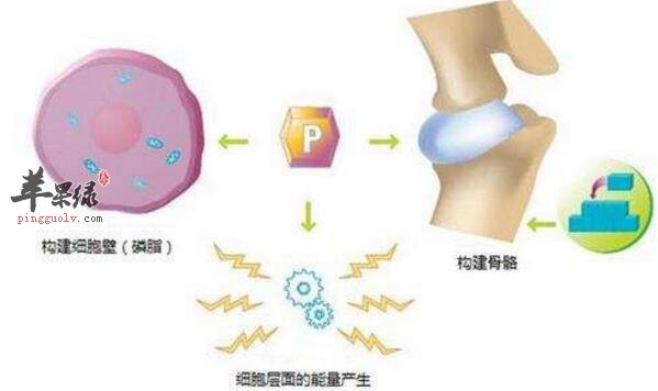 磷含量高的食物