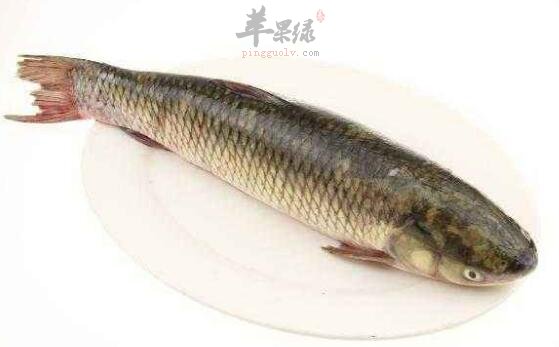 青魚不能和什麼一起吃