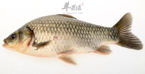 鯽魚不能和什麼一起吃