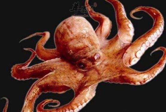 章魚不能和什麼一起吃