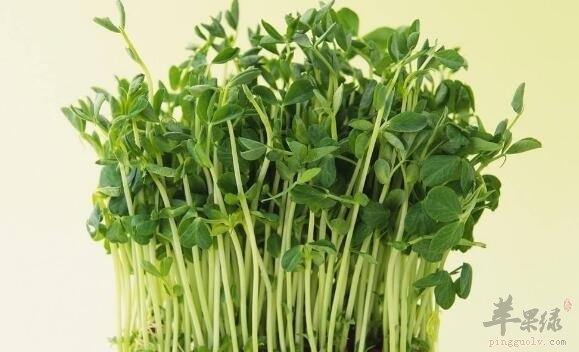 綠豆芽不能和什麼一起吃