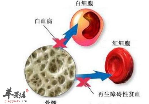 增強造血功能的食物有哪些