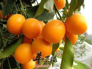 扁桃體發炎瞭吃哪些水果好