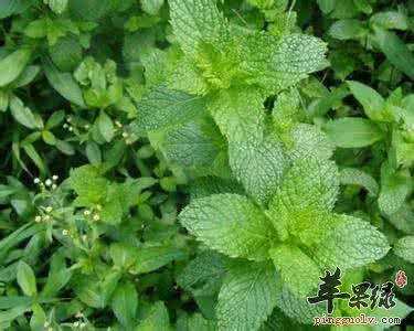 多吃哪些食物可以保護嗓子