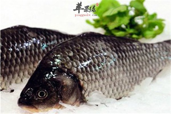 補中益氣的食物 兔肉鯽魚和板栗