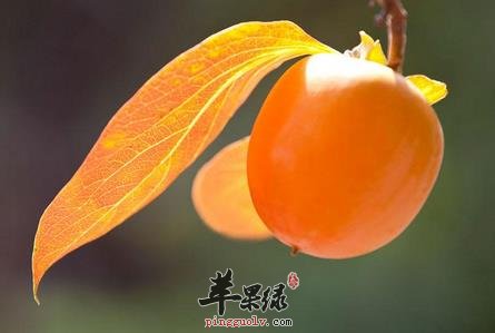 常見的化痰的水果有哪些