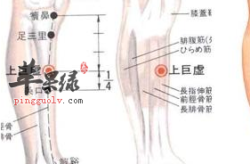 上巨虛穴的用途與配伍介紹