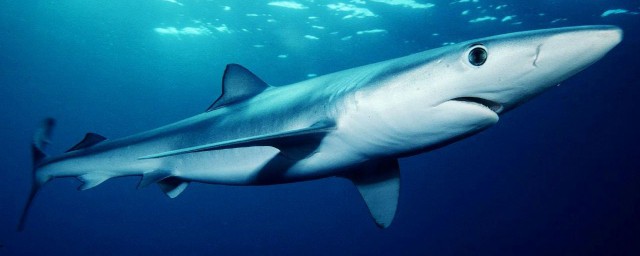 藍鯊魚怎麼飼養 藍鯊魚飼養小技巧