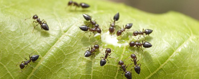 永久去除螞蟻的小妙招 10個治理螞蟻的簡單方法