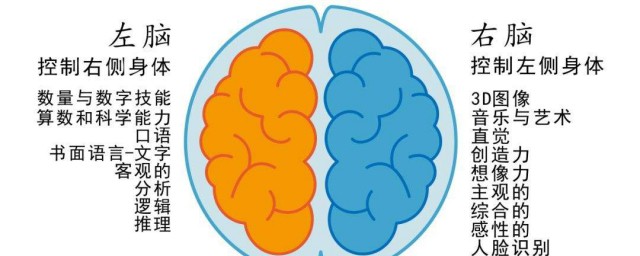 左腦和右腦的功能 主要有這兩點不同