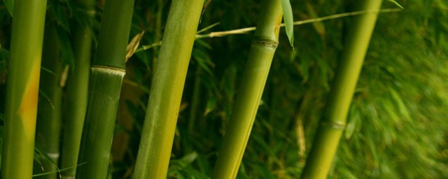 竹子移植方法與技術 大傢一起來學習