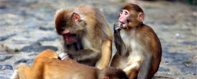 猴女幾月生好 哪個月份出生的屬猴女是會最好命呢