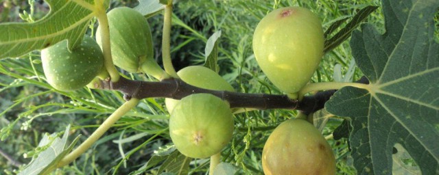 無花果的種植技術和田間管理技術 下面就給大傢介紹一下