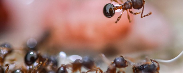 養蜂怎樣防螞蟻 要求具體做法