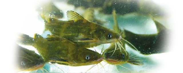 黃刺魚釣法 黃刺魚怎麼釣