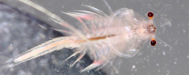 豐年蝦的養殖技術 怎麼養豐年蝦