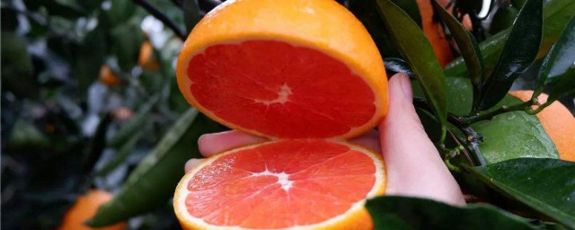 血橙種植技術有哪些 種植過程要註意什麼