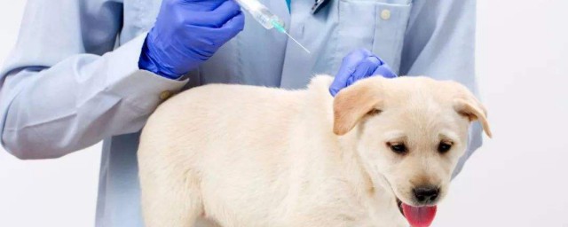 狗狗疫苗接種時間表 狗狗什麼時候打疫苗