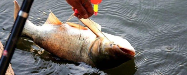 鰱鳙釣多深合適 釣鳙魚如何調深