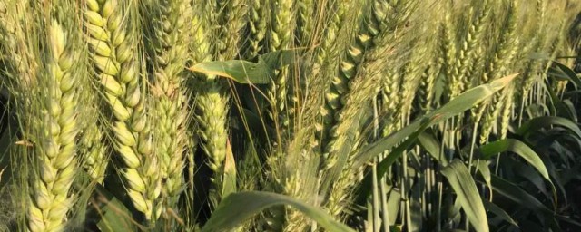 矮桿小麥品種 以及各自的特性和適宜種植的地區