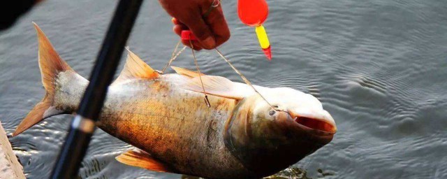 初秋釣鰱鳙一般釣多深 釣魚實用知識探討