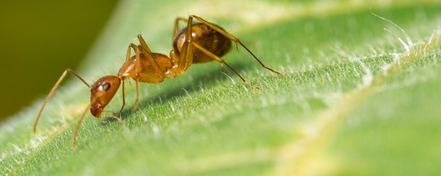 螞蟻最怕什麼藥 這些你想都想不到