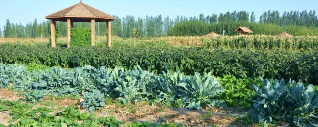 9月適合種什麼菜 九月份蔬菜種植指南介紹